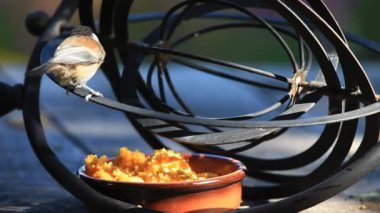 Acemi arka bahçesinde kuş yiyecek bahçe süsgeçmiş alır ve eğlenceli çıkış alır