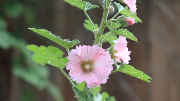 Fleurs Rose Pâle Début Après Midi Printemps — Video