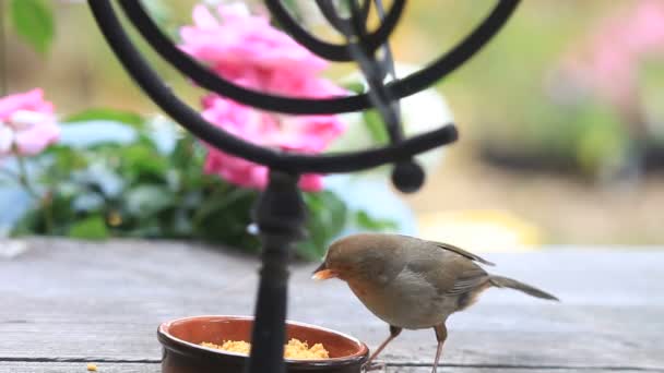 Pájaro Grande Comprueba Astrolabio Del Jardín Junto Comedero Suet — Vídeos de Stock