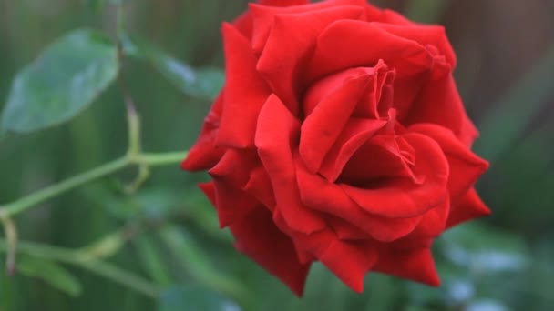 Schöne Rose Einer Lebendigen Farbnahaufnahme — Stockvideo