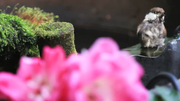 Jungvogel Plätschert Einem Hinterhof Brunnen Neben Rosen Und Moos — Stockvideo