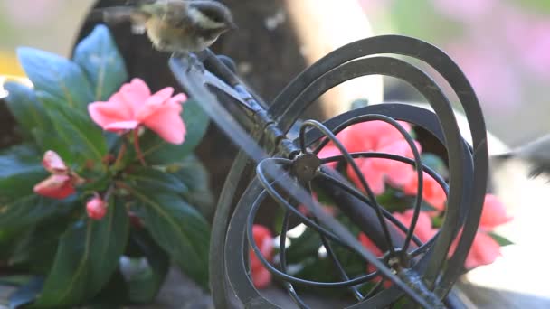 Oiseaux Jardin Juvéniles Jouent Sur Astrolabe Métallique — Video