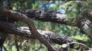 Bir ağaçkakan, yeni teşekküllü yavrularını besliyor.