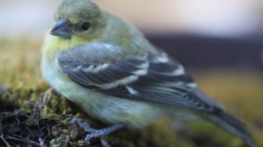 Kuş bir pencereye uçtuktan sonra dappled öğleden sonra ışık yosun bir yama üzerinde dappled