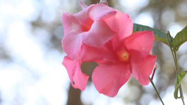 Arkadan aydınlatılmış tropik bir asmanın çiçekleri