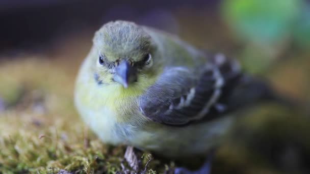 Primer Plano Pájaro Aturdido Descansando Luz Moteada — Vídeos de Stock