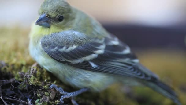 鳥は窓に飛び込んでから午後の光の中で苔のパッチの上に置く — ストック動画