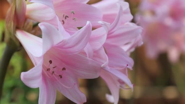 Late Zomer Bloemen Met Ruimte Voor Tekst — Stockvideo