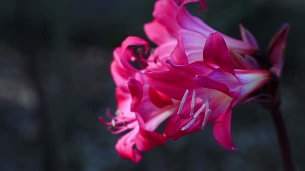 Eine Tiefrote Und Weiße Lilie Blüht Mitten Sommer — Stockvideo