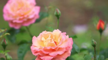 Pembe ve krem hibrid çay bir bahçede tomurcukları ile gül