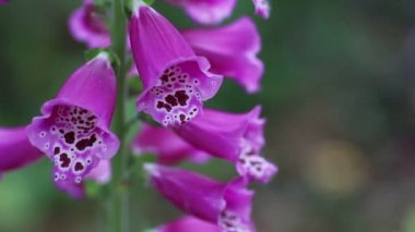 Bienal çiçekli bitki yakın çekim