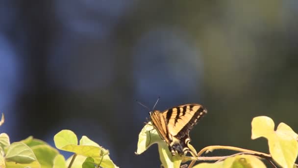 一只蝴蝶在夏末的花园里的藤叶上休息 — 图库视频影像