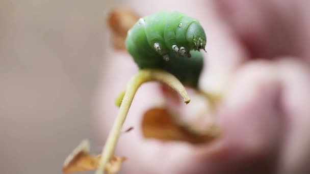 Closeup View Tomato Hornworm Tries Reverse Direction — Stock Video