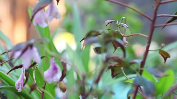 一只雄性谷木匠蜜蜂在植物内和周围 — 图库视频影像