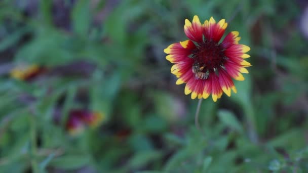 五颜六色的夏季花与蜜蜂和文本空间 — 图库视频影像