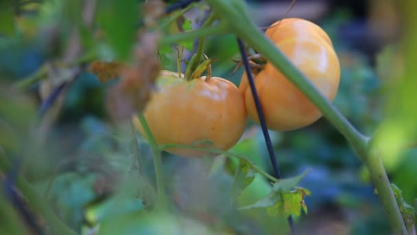 Les Tomates Couleur Orange Pâle Mûrissent Fin Été — Video