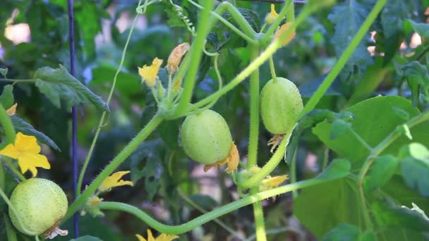 Viña Pepino Con Frutas Jardín Casero — Vídeos de Stock