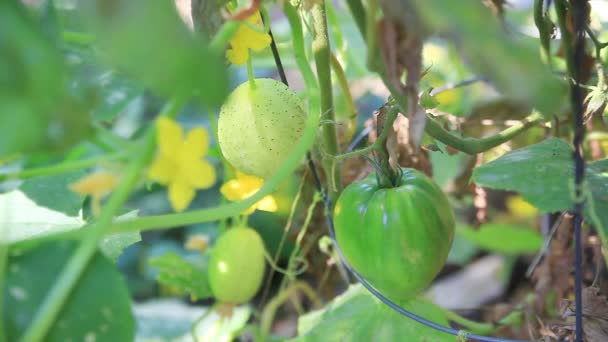 Citron Gurkor Har Flyttat Ett Område Där Oxheart Tomater Växer — Stockvideo
