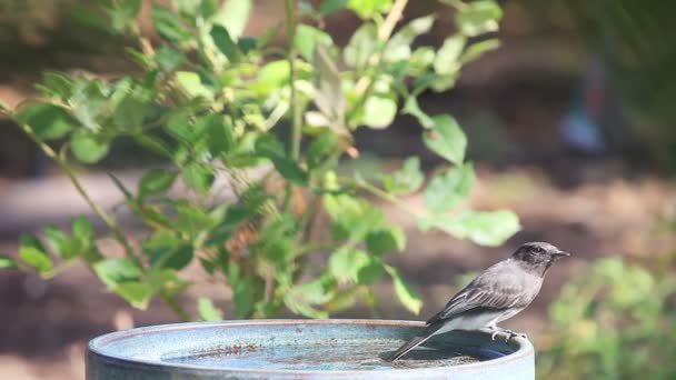 Pájaro Gris Posa Sacude Cabeza Día Soleado — Vídeos de Stock