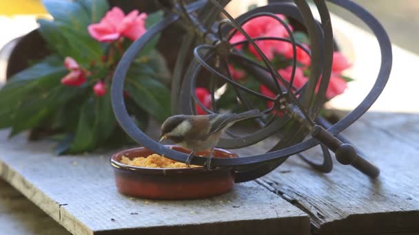 Młode Chickadees Reagują Astrolabium Obok Miski Żywności — Wideo stockowe