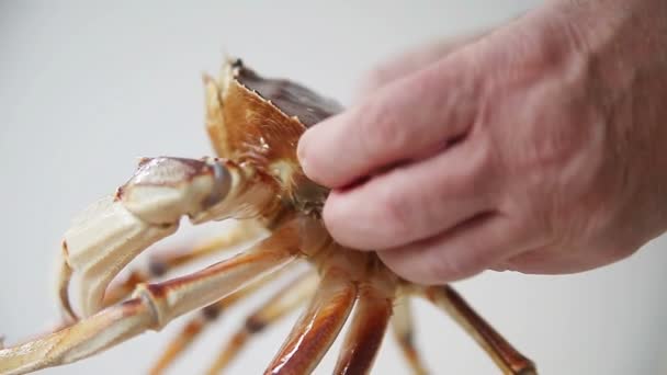 Überprüfung Einer Lebenden Krabbe Aus Verschiedenen Blickwinkeln — Stockvideo