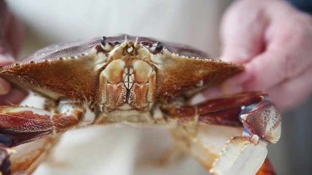 Een Man Met Een Verse Krab Close — Stockvideo