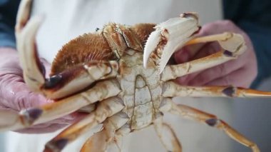 Bir aşçı taze, canlı bir yengeç bakar.