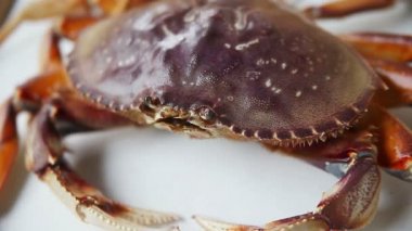 Dungeness yengeç bir çubuk ile yerine prodded