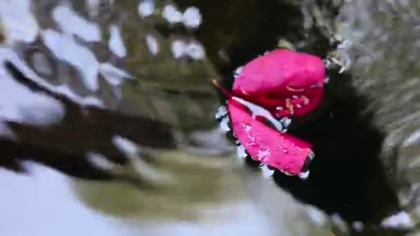 Kleurrijke Bloemen Worden Gedropt Een Fontein Van Circulerend Water — Stockvideo