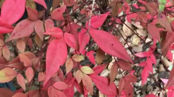 天堂般的竹子或南丁纳灌木的明亮红杉色调 — 图库视频影像