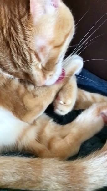 Orange tabby nettoie un pied en vue verticale 