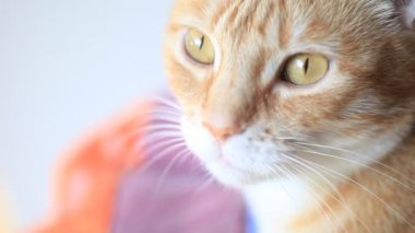Sıkılmış kedi uyanıklık anları vardır