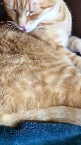 Femme tabby se nettoie en gros plan dans une vue verticale 