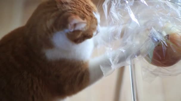 Oranžový Bílý Kočka Obecná Zdá Užijí Textury Plastového Pytle Výrobu — Stock video