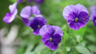 Mor ve lavanta tonlarında renkli bahar çiçekleri