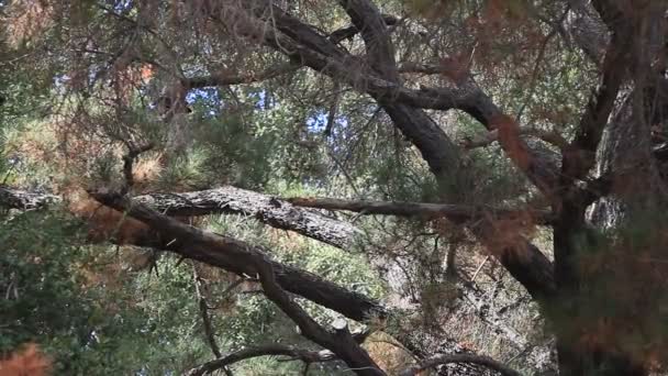 Kilka Wrony Squawk Wietrzny Dzień Drzewie Podwórku Dźwięków Wiatr Dźwięki — Wideo stockowe