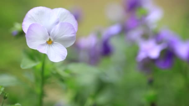 Ljus Vårblomma Med Plats För Text — Stockvideo