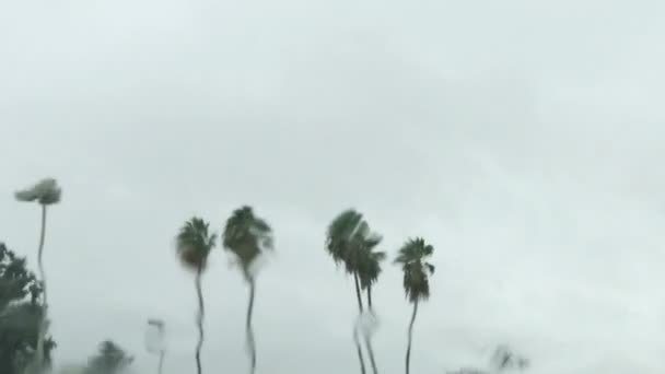 鸟儿在棕榈树附近飞翔 挡风玻璃上被雨水扭曲的图像 — 图库视频影像