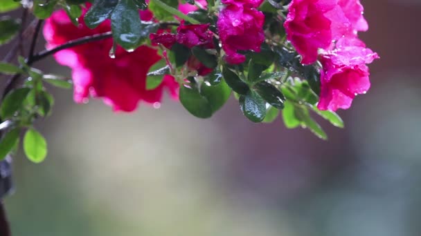 Arbuste Fleurs Jour Pluie Avec Place Pour Texte — Video