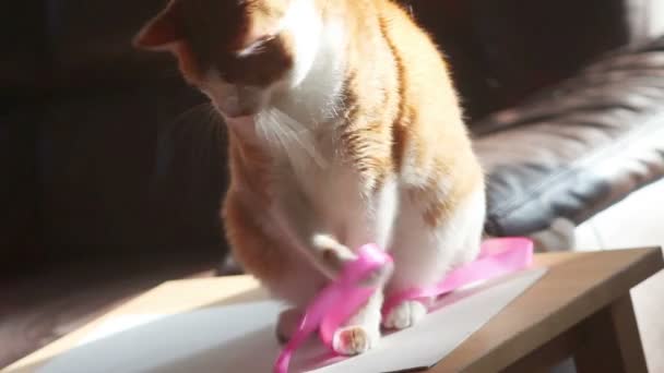 Oranžová Bílá Kočka Obecná Růžovou Stuhou Dřevěného Stolku — Stock video