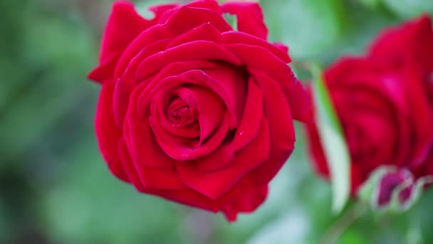 Κοντινά Πλάνα Από Κόκκινα Τριαντάφυλλα Ένα Μυρμήγκι Ένα Αποεπικεντρωμένο Φύλλα — Αρχείο Βίντεο