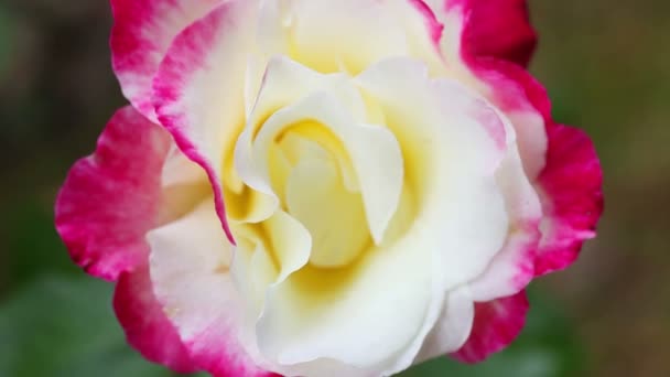 Гібридна Чайна Троянда Кремово Білому Обрамленні Темно Рожевим — стокове відео
