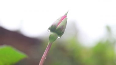 Bir bahçede su damlaları ve metin için oda ile tek gül goncası