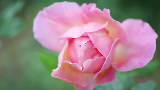 Roze Roos Tuin Een Lentedag — Stockvideo