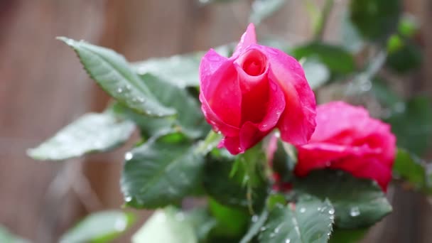 Regndroppar Blommor Och Blad Hybrid Rose — Stockvideo