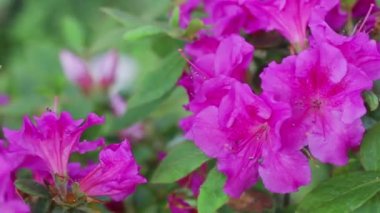 Yaprakları ile macenta bahar çiçekleri