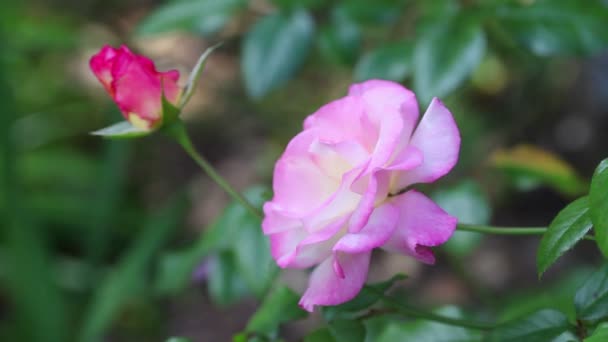 Bahçede Tomurcuk Ile Soluk Pembe Çiçek — Stok video