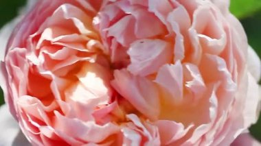 Bir David Austin'in karmaşık taç yaprağı yapısına bakmak ve güneşli bir günde yükseldi.