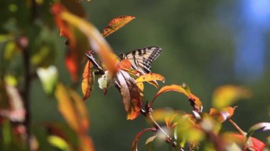 Renkli kelebek yaz sonunda renk değiştirmeye başlayan yaprakları ile bir dal üzerinde dinleniyor 