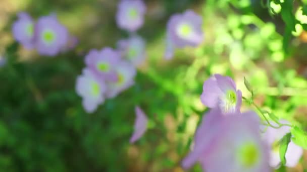 Flores Rosas Pálidas Floreciendo Primavera — Vídeo de stock